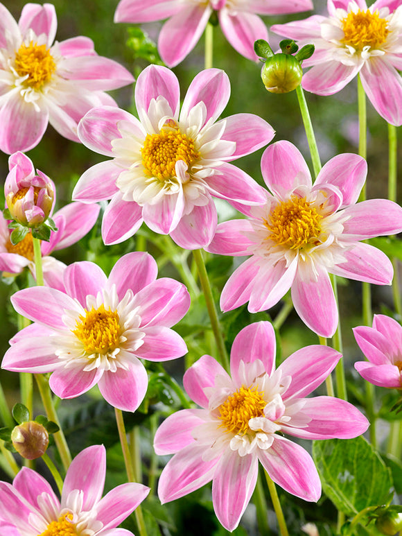 Dahlia Impression Famoso met open bloemen voor bestuivers