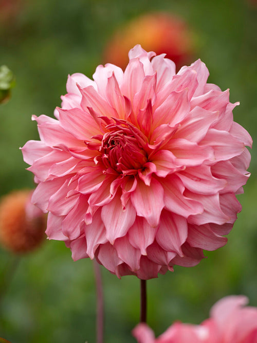 Dahlia Islander met grote schelproze dinnerplate bloemen