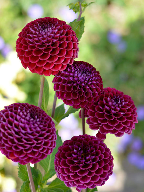 Dahlia Ivannetti dahliaknollen