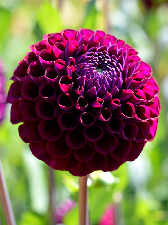 Dahlia Ivannetti bollen kopen