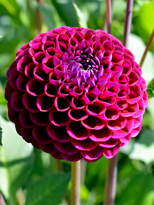 Dahlia Ivannetti bestellen