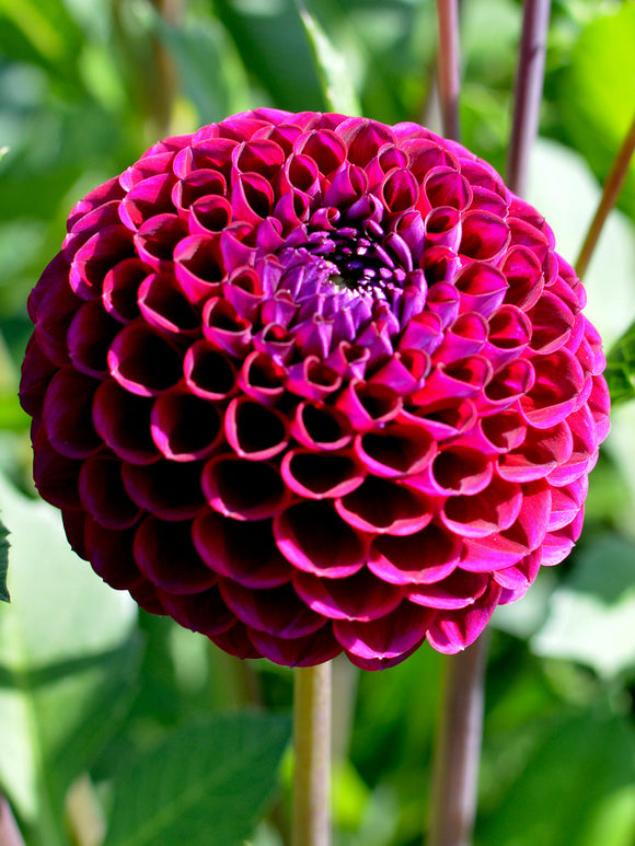 Dahlia Ivannetti bestellen
