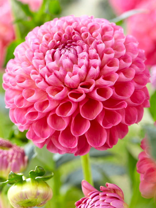 Dahlia Jowey Frambo bestellen