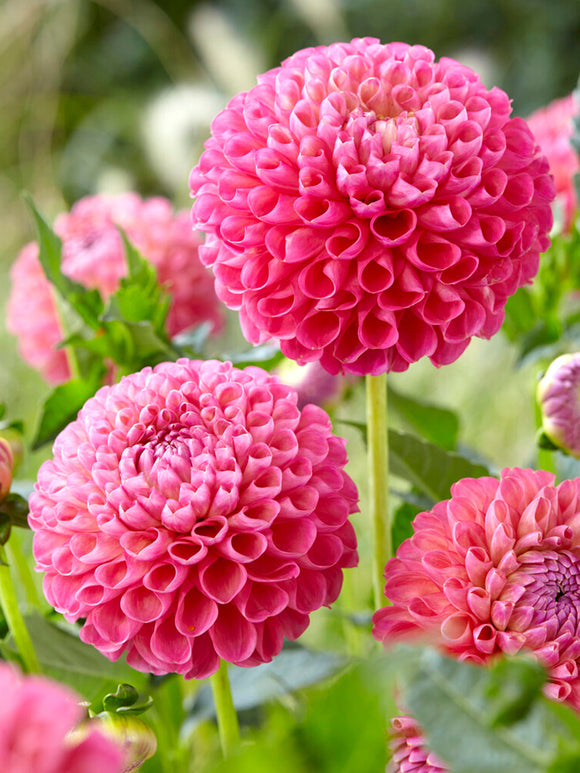 Dahlia Jowey Frambo dahliaknollen kopen