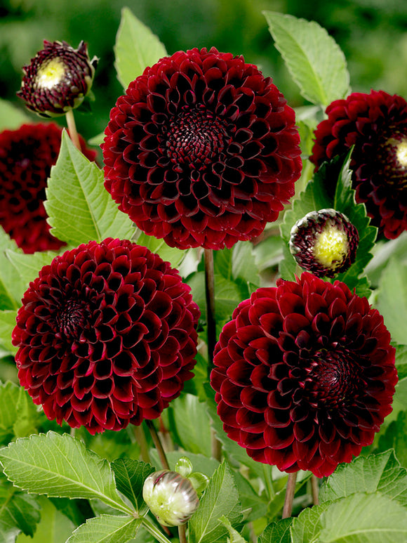 Dahlia Jowey Mirella knollen kopen