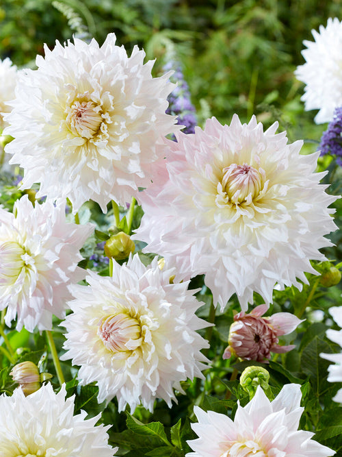 Close-up van Dahlia Kas Cloud met grote witte bloem