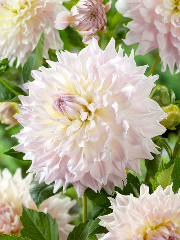 Dahlia Kas Cloud met grote witte dinnerplate bloemen
