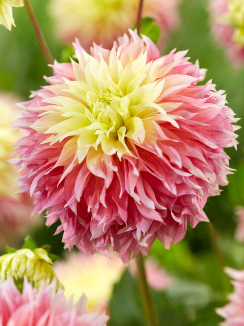 Dahlia Kogane Fubuki - Dahliaknollen