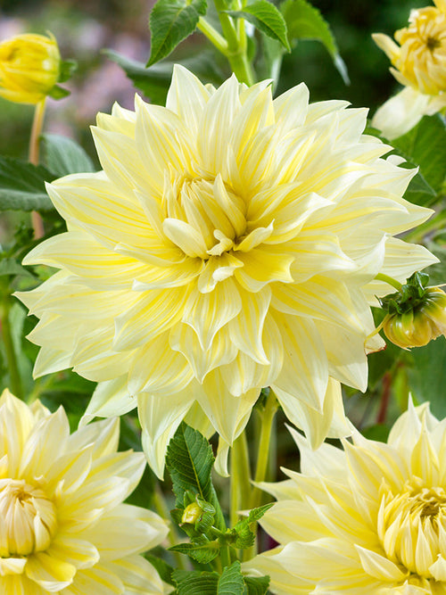 Dahlia La Luna bestellen