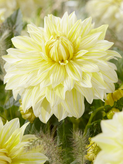 Dahlia La Luna knollen bestellen