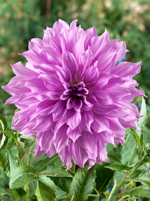 Dahlia Lavender Ruffles bestellen