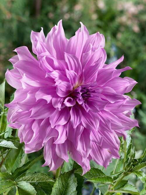 Dahlia Lavender dahliaknollen kopen