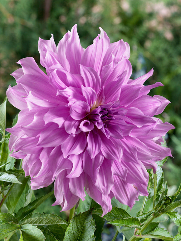 Dahlia Lavender dahliaknollen kopen