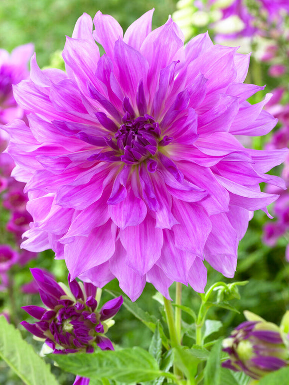 Dahlia Lavender Ruffles dahlias bestellen