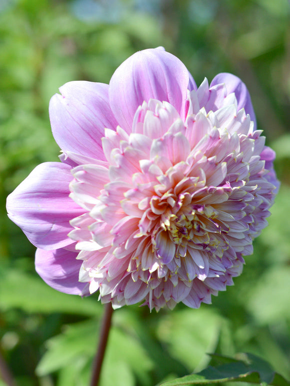 Dahlia Life Style online bestellen