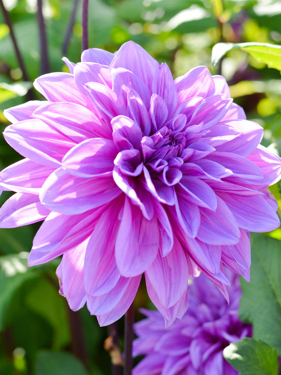 Dahlia Lilac Time dahliaknollen