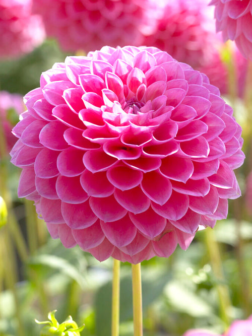 Dahlia Linda's Baby Dahlias bestellen