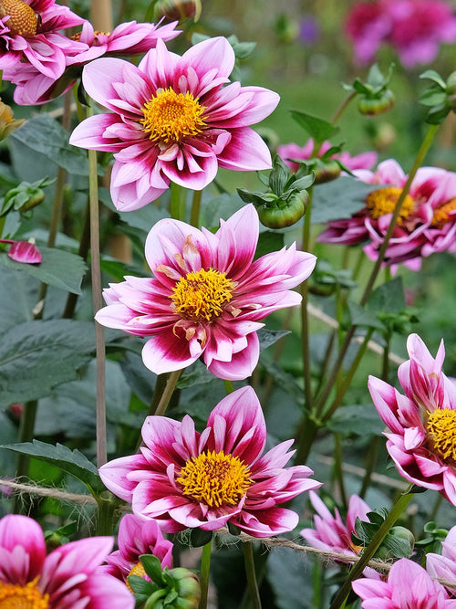 Dahlia's liquid desire online kopen