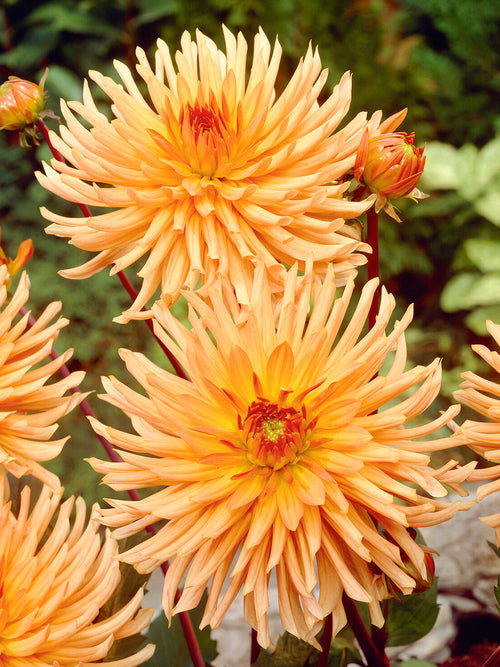 Semi-cactusdahlia Ludwig Helfert in volle bloei