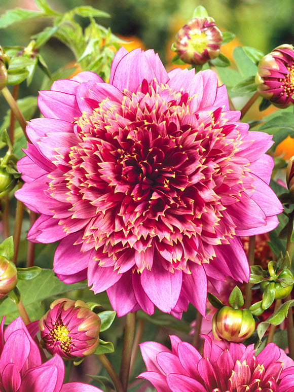 Dahlia Mambo dahliaknollen