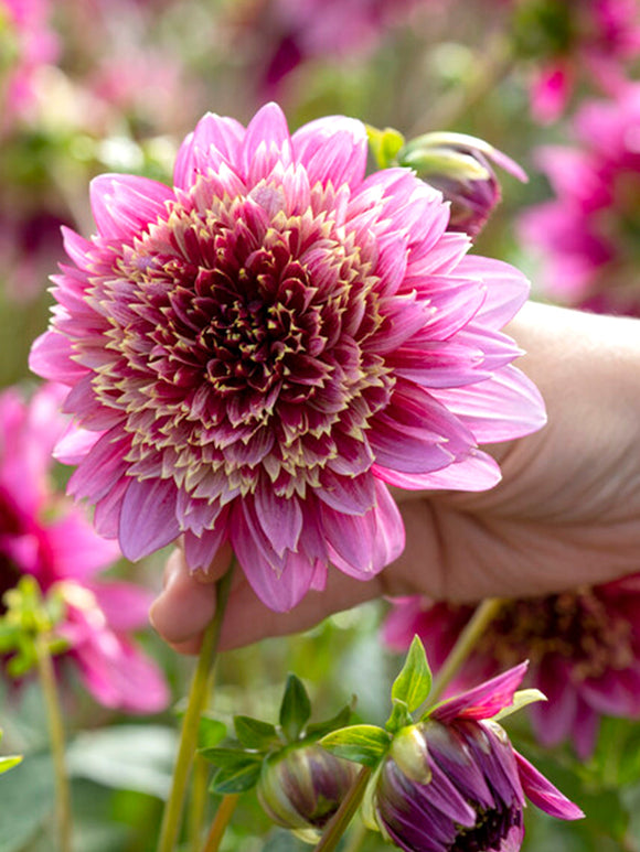 Dahlia Mambo bestellen