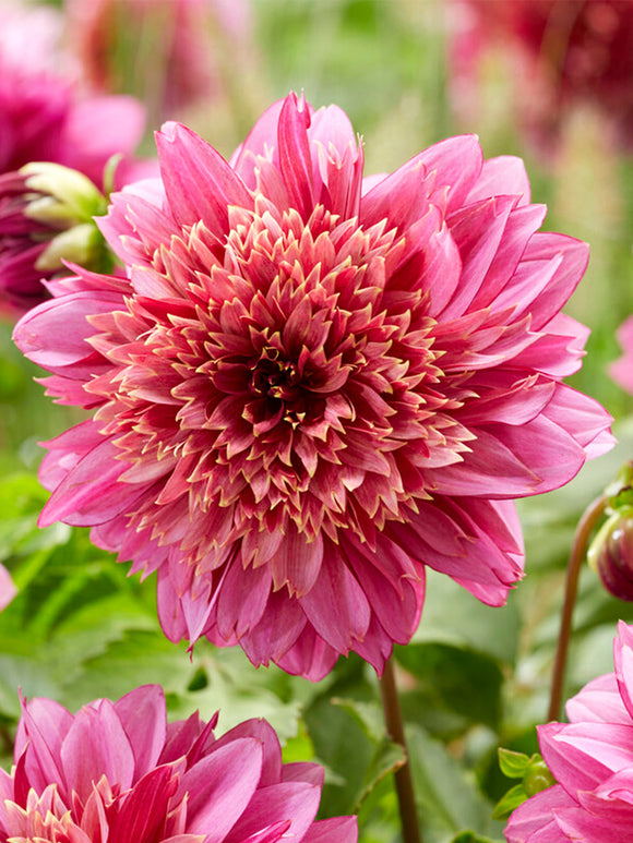 kopen Dahlia Mambo bollen dahlias