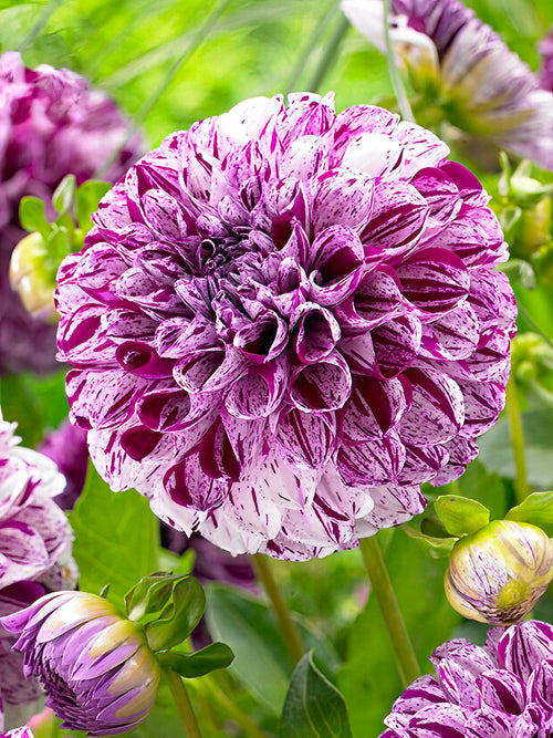Dahlia Marble Ball