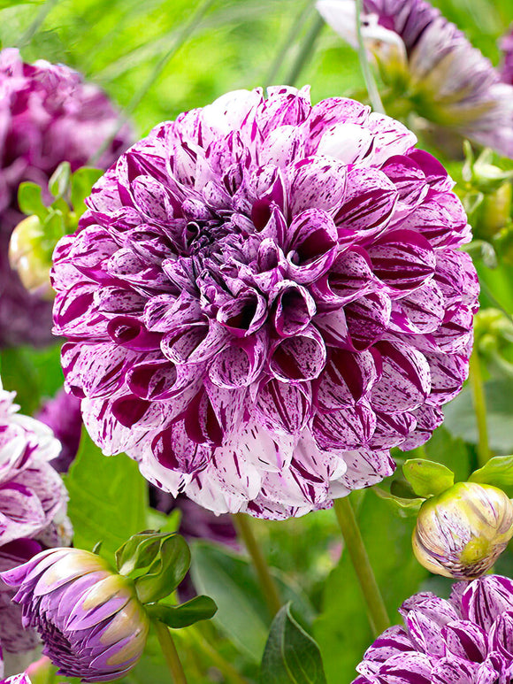 Dahlia Marble Ball