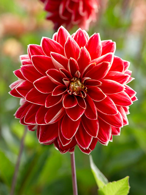 Dahlia Maxime met goudgele en rode decoratieve bloemen