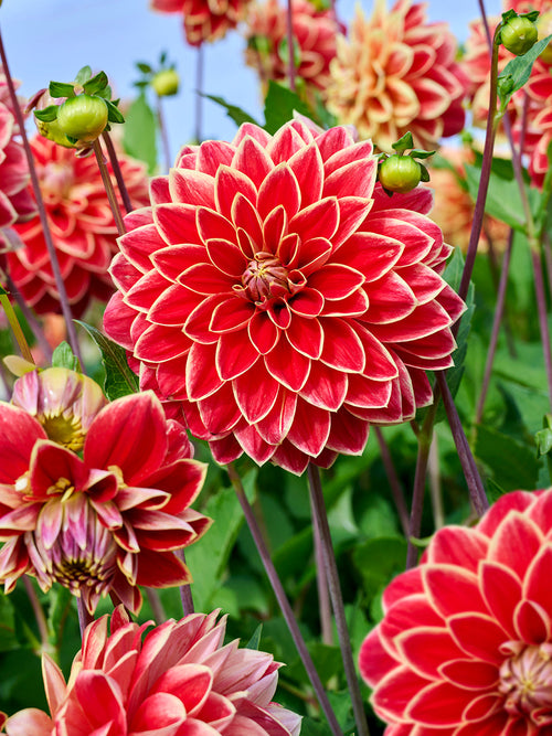 Close-up van Dahlia Maxime met rode bloemranden