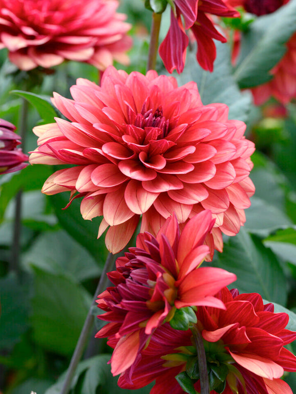 Dahlia Missis Miley