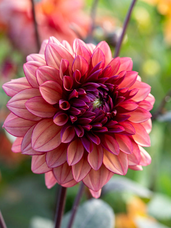Dahlia Molly Raven met donker blad en oudroze bloemen met pruimkleurige adering.