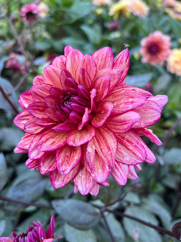 Close up van Dahlia Molly Raven met zachte rozerode bloemen en donkere stelen.