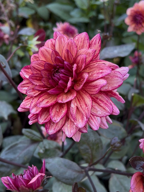 Dahlia Molly Raven met bijna zwartgroen blad en decoratieve bloemen.