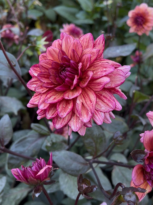 Decoratieve Dahlia Molly Raven met oudroze bloemen en donker blad.