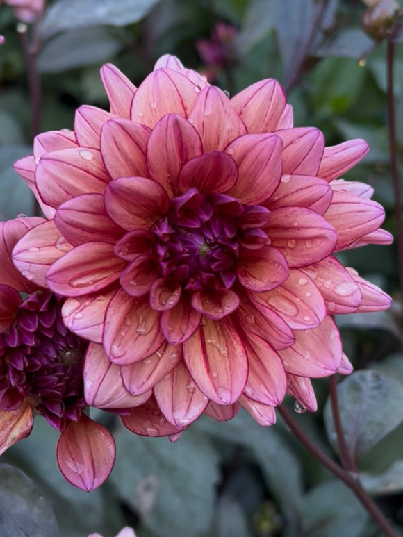 Dahlia Molly Raven met bloemen in zachte framboos en pruimkleurige tinten.