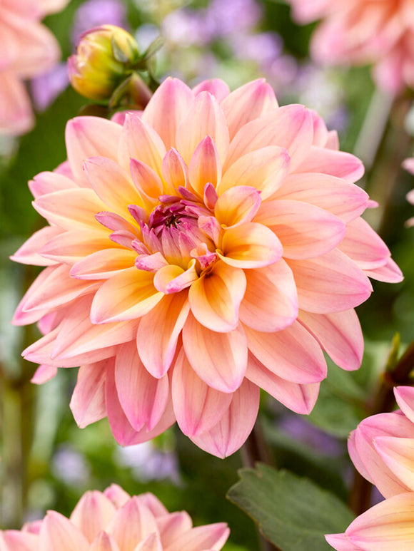 Dahlia Mondriaan - dahlias online kopen