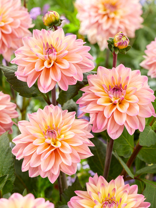 Dahlia Mondriaan dahliaknollen bestellen