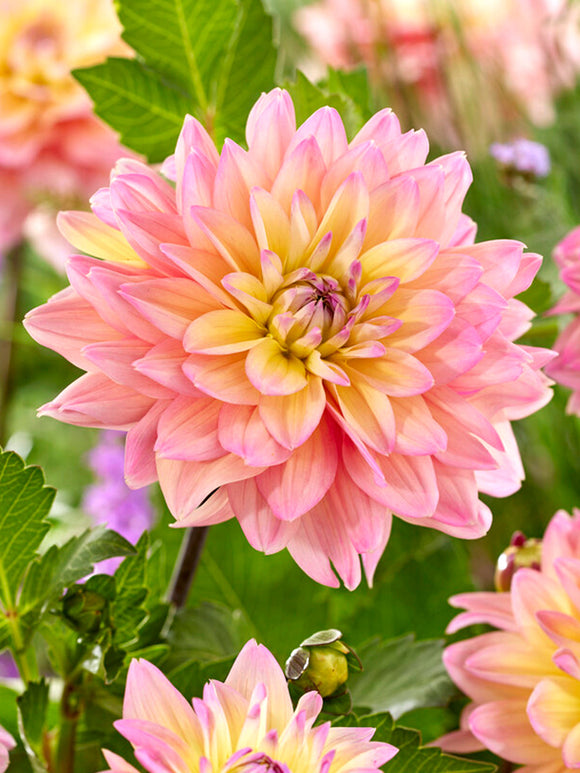 Dahlia Mondriaan online bestellen