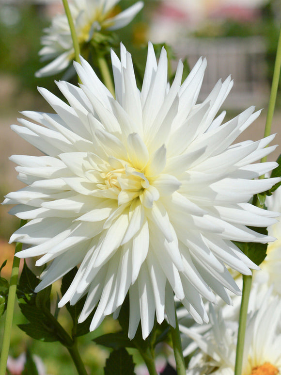 Dahlia My Love online bestellen