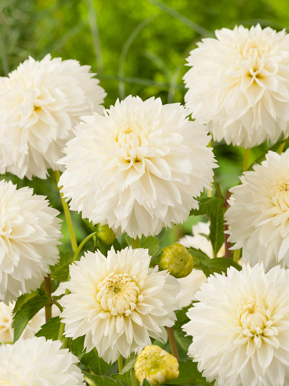 Grote witte bloemen van Dahlia Myama Fubuki