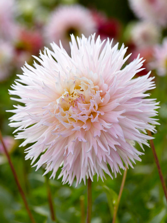 Dinnerplate fimbriata Dahlia Nadia Ruth in volle bloei