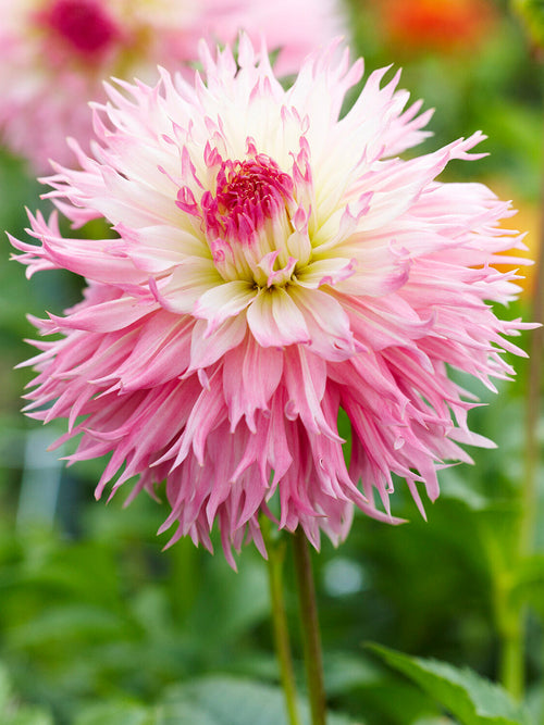 Dahlia Nadia Ruth met grote roomwitte en blushroze bloemen
