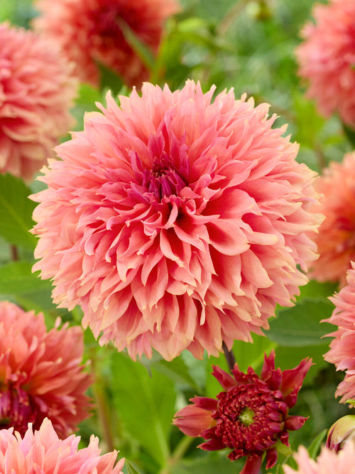 Dahlia Orange Fubuki met oranje gefranjerde bloemen