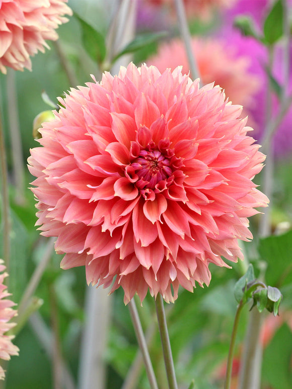 Fimbriata Dahlia Orange Fubuki in volle bloei
