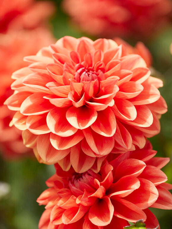 Dahlia Orange Nugget bestellen