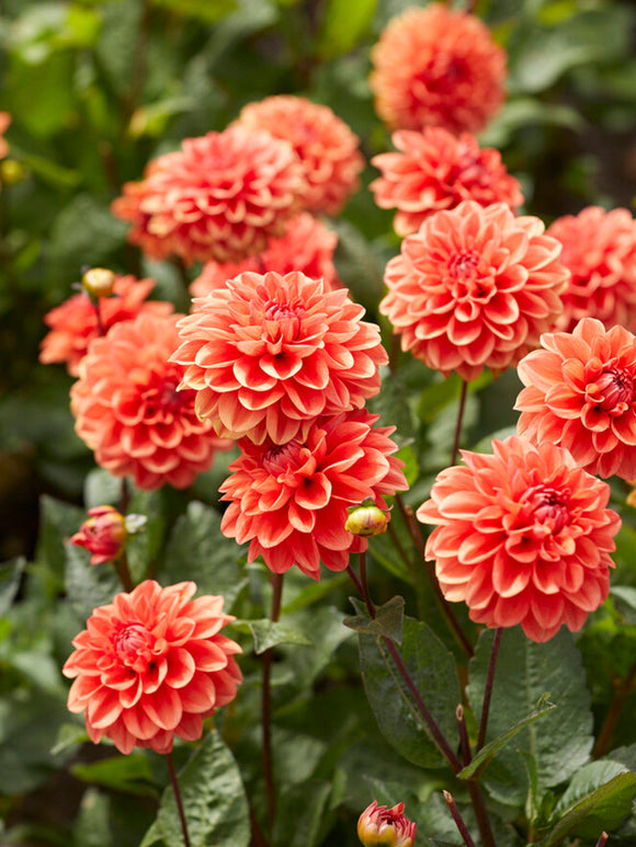 Dahlia Orange Nugget dahliaknollen