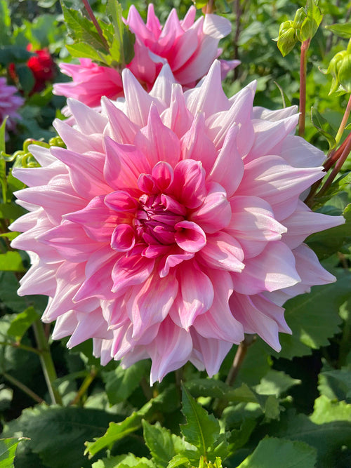 Dahlia Otto's Thrill dahliaknollen bestellen