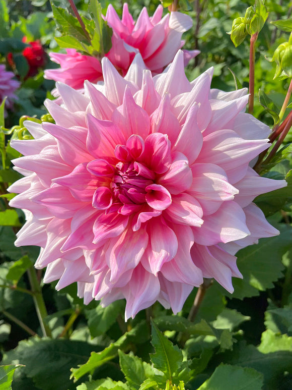 Dahlia Otto's Thrill dahliaknollen bestellen