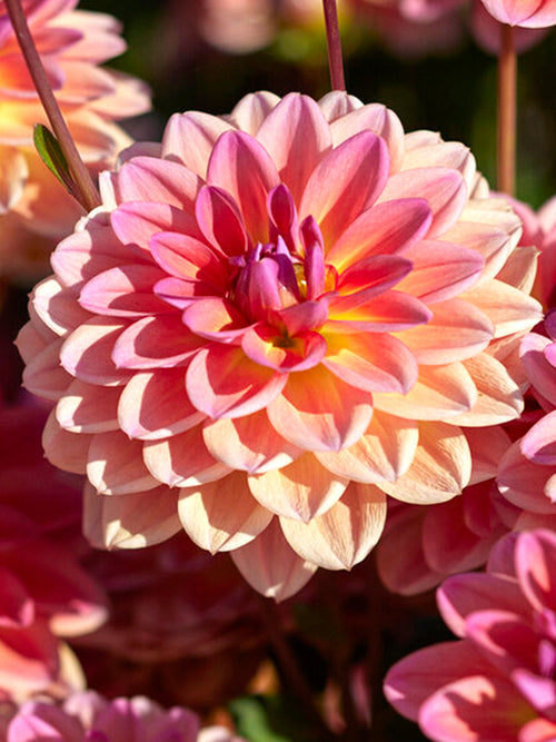 Dahlia Pacific View Dahliaknollen